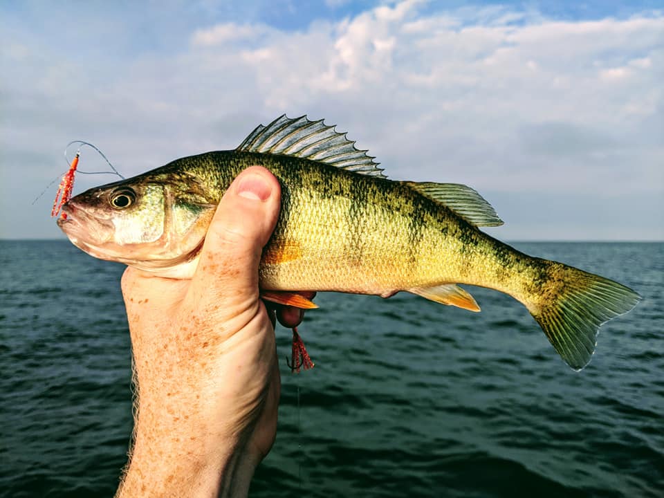 Lake Erie Yellow Perch - The Western Basin and Yellow Perch Forage – Fishing  Addiction Gear