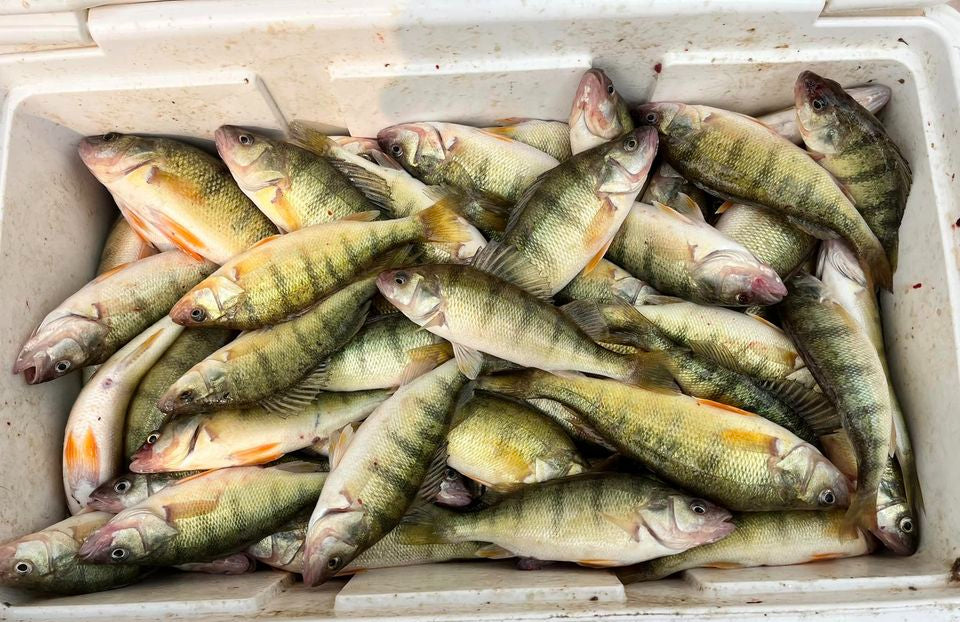 Lake Erie Perch Fishing Report 8-5-23 – Fishing Addiction Gear