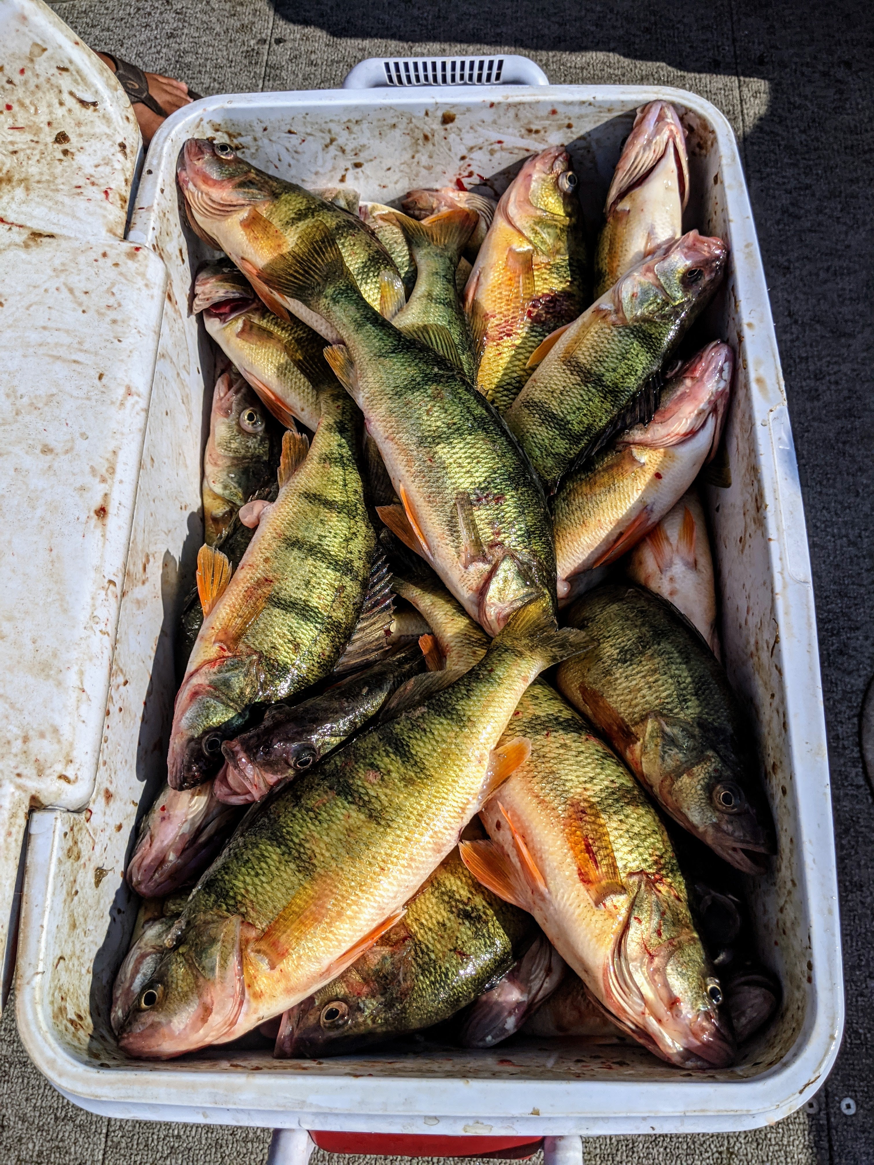 Lake Erie Perch Rigs – Fishing Addiction Gear