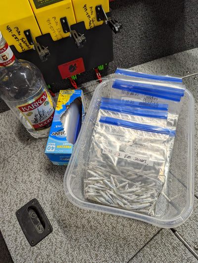 Vodka Shiners - Preserving minnows for later!
