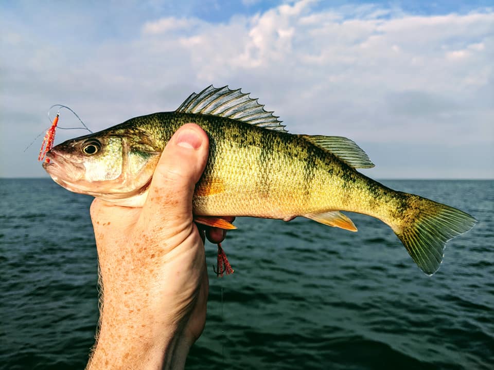 Yellow Perch Diet