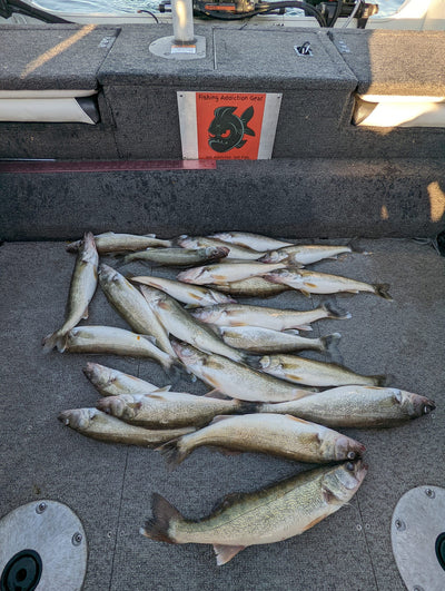 6-2-22 Lake Erie Walleye Fishing Report