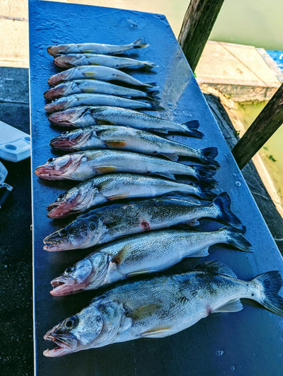 6-24-22 Lake Erie Walleye Fishing Report