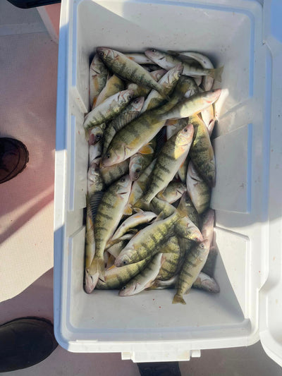 10-24-22 Lake Erie Perch Fishing Report