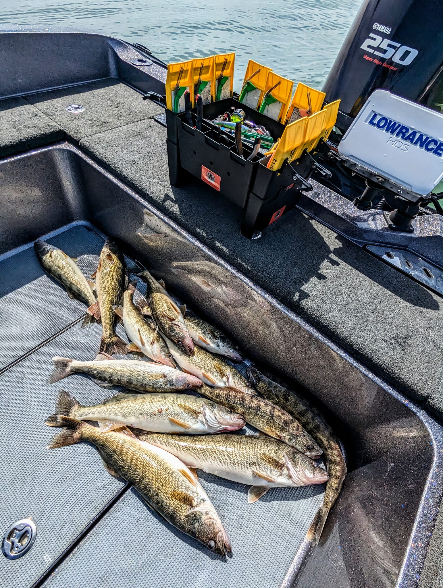 Walleye Report Lake Erie - iyd1ryr