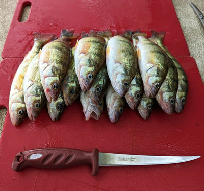Lake Erie Perch Fishing Report 9-16-23