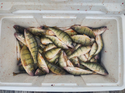 9-29-23 Lake Erie Perch Fishing Report