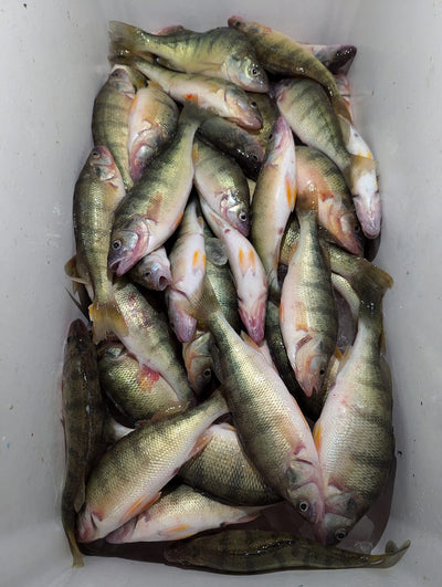 7-21-24 Lake Erie Perch Report