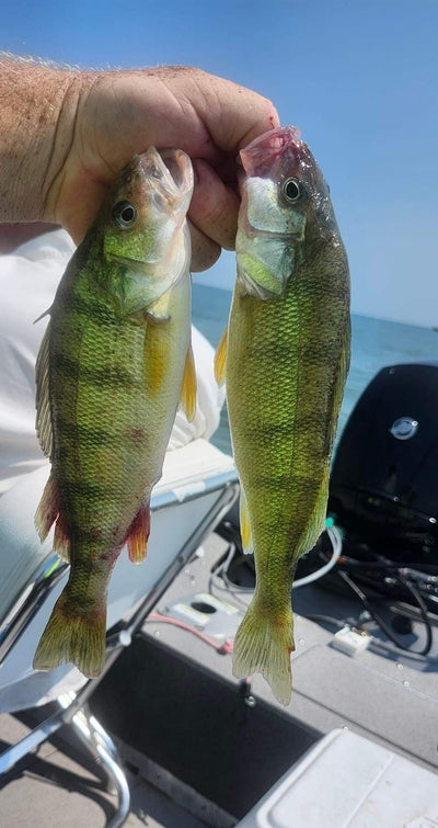 Lake Erie Perch Report 7-31-24