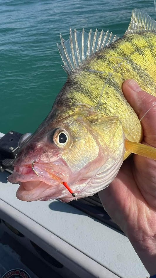 Perch Rigs for Yellow Perch Fishing – Fishing Addiction Gear