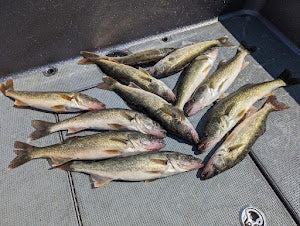 Lake Erie Walleye Report - Christmas 2023 – Fishing Addiction Gear