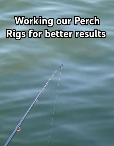 How to work our Perch Rigs for Better Results