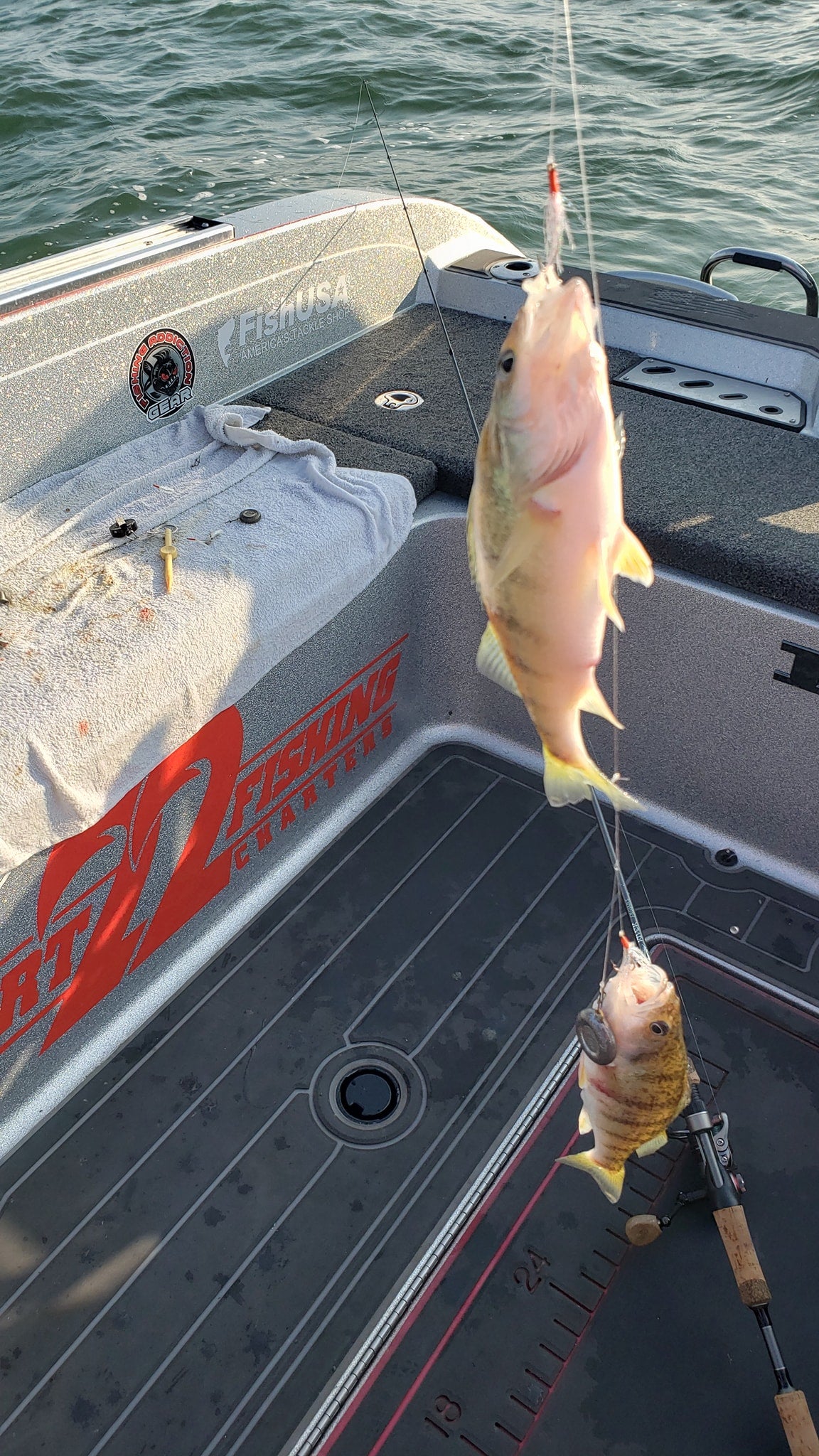 Perch Rig Lake Erie Perch Fishing – Fishing Addiction Gear