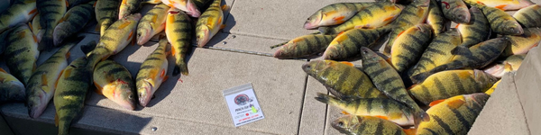 Perch Rigs and Sinkers – Fishing Addiction Gear