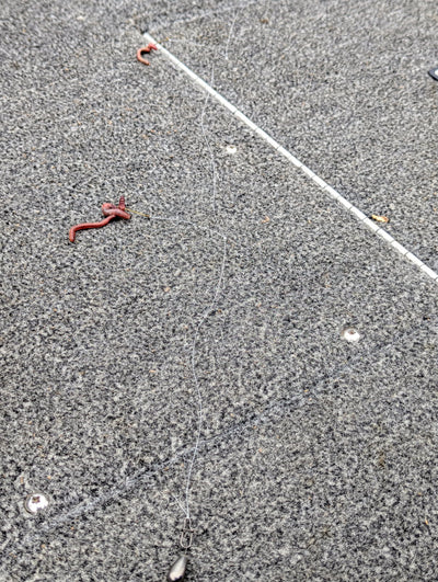 Double Tap Live Bait Rig