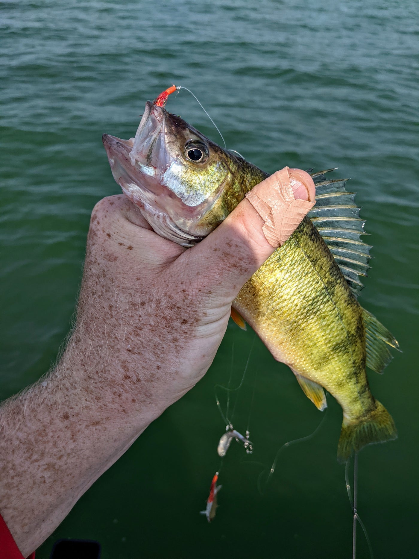 Perch Trolling Rigs Perch Fly Rigs – Fishing Addiction Gear